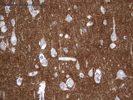 OriGene UM570103 image 1