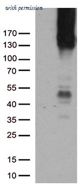 OriGene UM570106 image 1