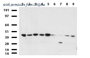 OriGene UM570108 image 1