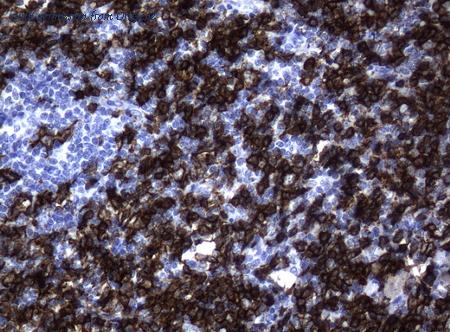 OriGene UM800001CF image 1