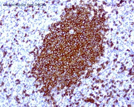 OriGene UM800003CF image 1