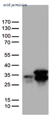 OriGene UM800006CF image 1