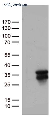 OriGene UM800007CF image 1