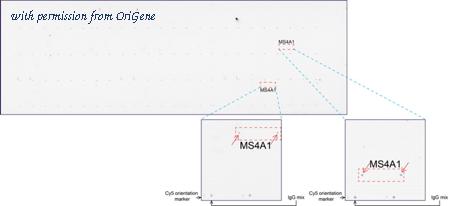 OriGene UM800009CF image 1