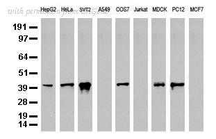 OriGene UM800011CF image 1