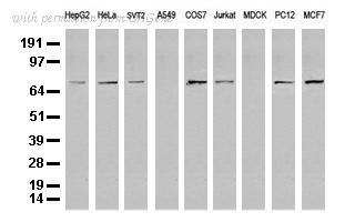 OriGene UM800020CF image 1