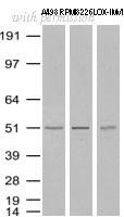 OriGene UM800027CF image 1
