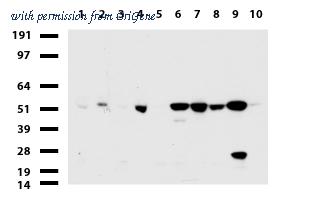 OriGene UM800028CF image 1