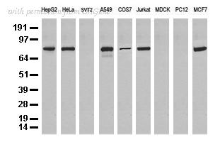 OriGene UM800029CF image 1