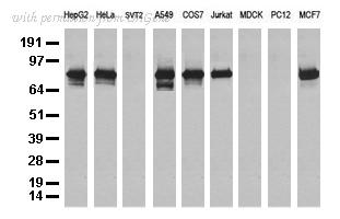 OriGene UM800030CF image 1