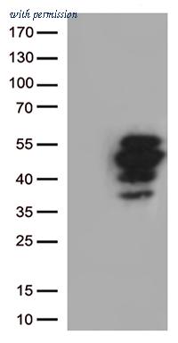 OriGene UM800031CF image 1