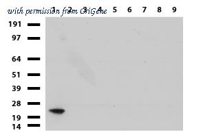 OriGene UM800034CF image 1