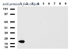 OriGene UM800035CF image 1