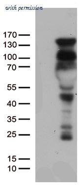 OriGene UM800036CF image 1