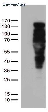 OriGene UM800037CF image 1