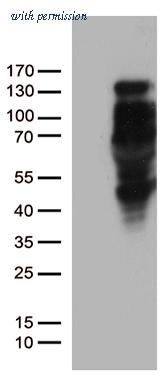 OriGene UM800038CF image 1