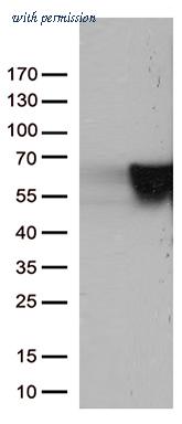 OriGene UM800054CF image 1