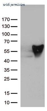 OriGene UM800055CF image 1