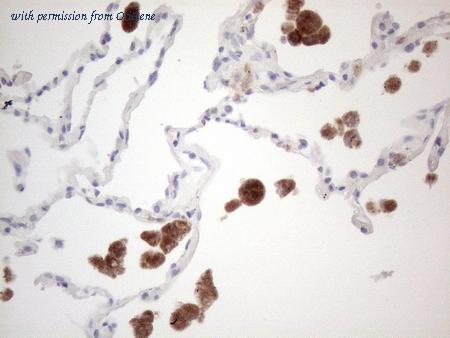 OriGene UM800075CF image 1