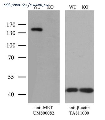 OriGene UM800082CF image 1