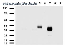 OriGene UM800092CF image 1