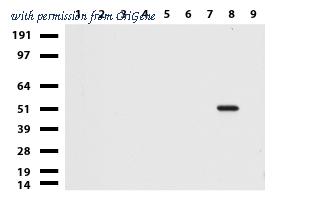 OriGene UM800094CF image 1