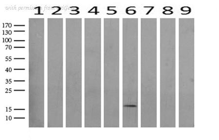 OriGene UM800096CF image 1