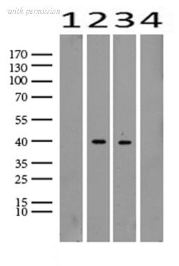OriGene UM800097CF image 1