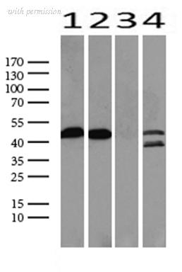 OriGene UM800098CF image 1