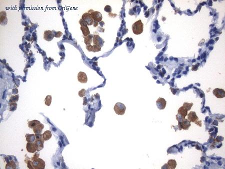 OriGene UM800105 image 1