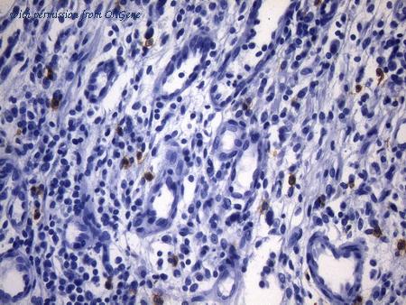 OriGene UM800108 image 1