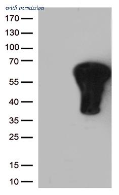 OriGene UM800113CF image 1
