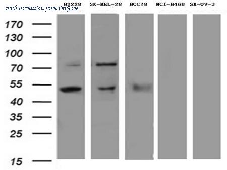 OriGene UM800120CF image 1