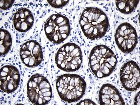 OriGene UM800122CF image 1