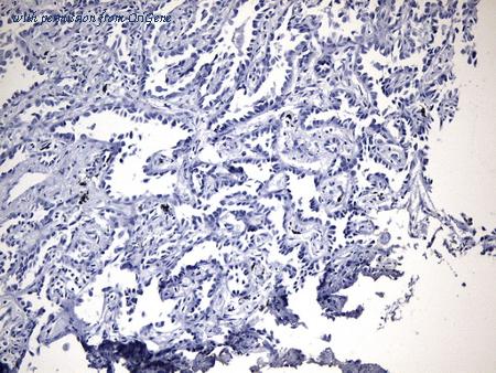 OriGene UM800126 image 1