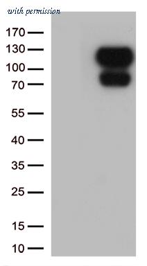 OriGene UM800131 image 1