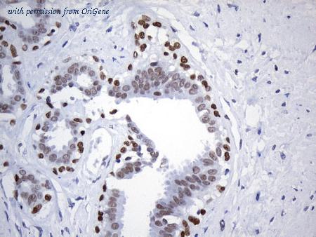 OriGene UM800134CF image 1