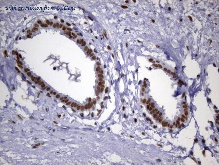 OriGene UM800149 image 1