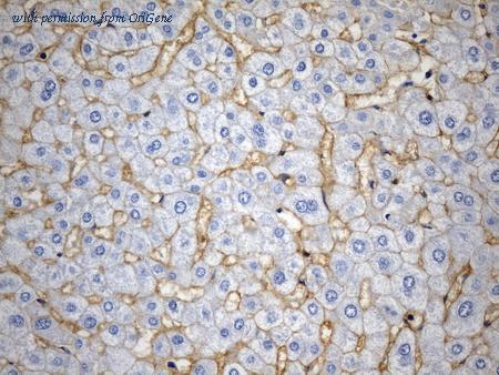 OriGene UM800151CF image 1