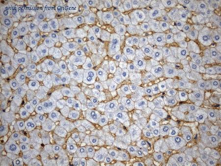 OriGene UM800152CF image 1
