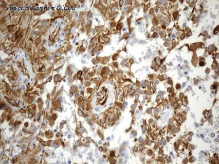 OriGene UM800157CF image 1