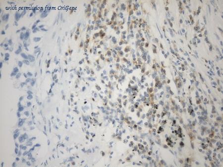 OriGene UM800161 image 1