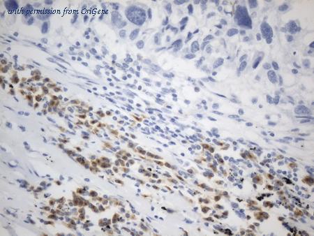 OriGene UM800162CF image 1