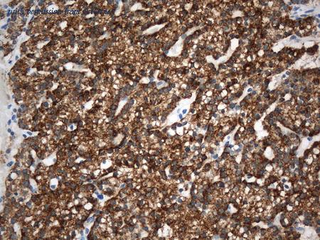 OriGene UM800164 image 1
