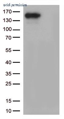 OriGene UM800171CF image 1