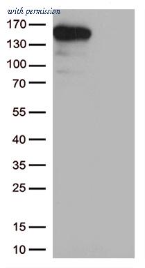 OriGene UM800172CF image 1