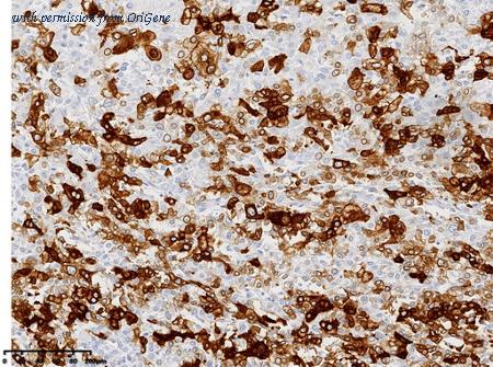 OriGene UM800179CF image 1