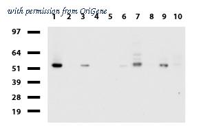 OriGene UM870050 image 1