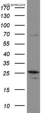 OriGene UM870053 image 1