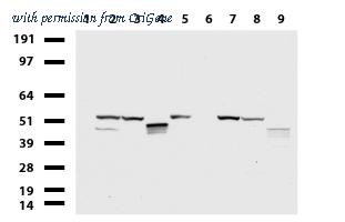 OriGene UM870060 image 1